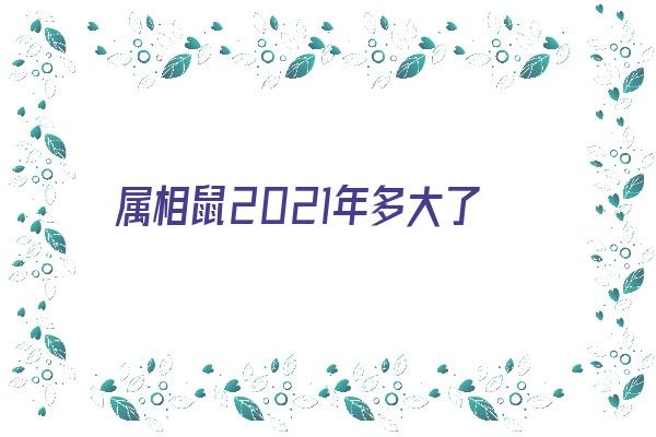 属相鼠2021年多大了《属相鼠2021年多大了啊》