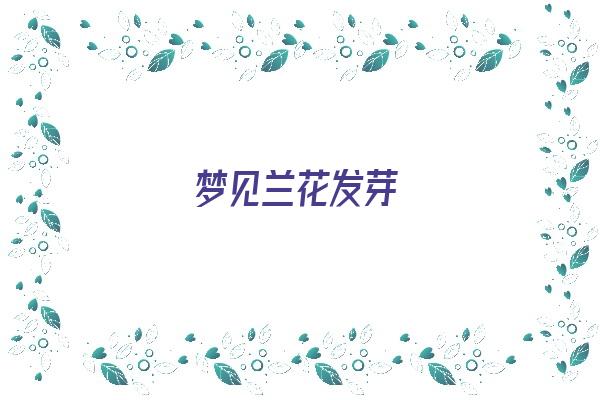 梦见兰花发芽《梦见兰花发芽有什么征兆》