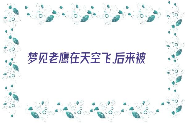 梦见老鹰在天空飞,后来被枪打死了是什么意思？《梦见老鹰向我飞来啄我然后弄死了》