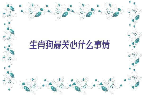 生肖狗最关心什么事情《生肖狗最关心什么事情呢》