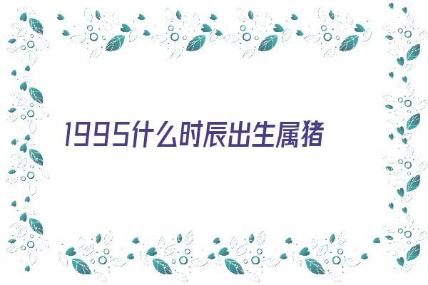 1995什么时辰出生属猪人财运好《1995什么时辰出生属猪人财运好呢》