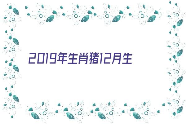 2019年生肖猪12月生好不好《2019年属猪12月出生好不好》