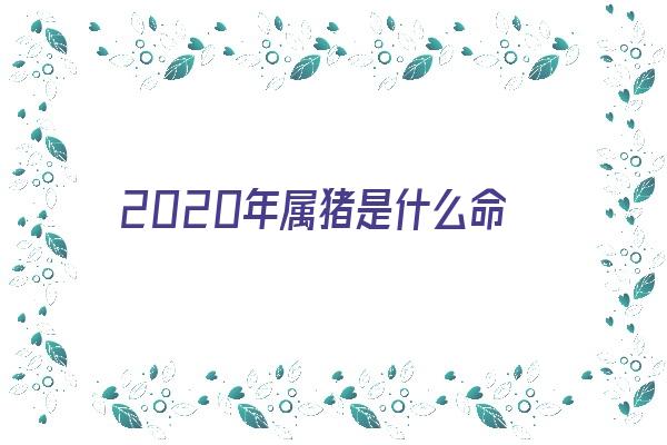  2020年属猪是什么命《2020年属猪是什么命五行属什么》 生肖运势