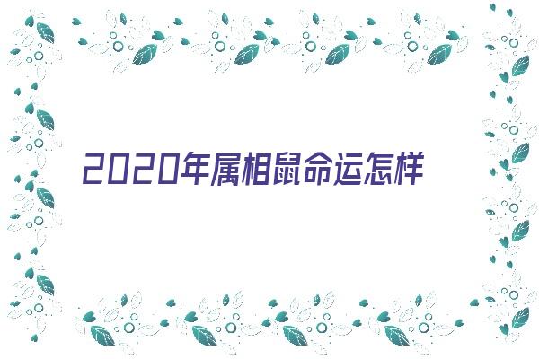 2020年属相鼠命运怎样《2020年属相鼠命运怎样呢》