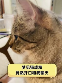 孕妇梦见猫和狗（孕妇梦见猫和狗生宝宝）