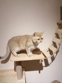 梦见跟猫决斗要打死猫（梦见与猫屠杀
把猫打死是什么意思）