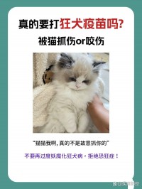 梦到被猫咬出血了什么意思（梦见被猫咬出血了是什么意思）