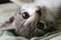 周公解梦梦见被猫咬（周公解梦梦见被猫咬了是什么征兆）