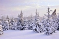 周公解梦梦见雪（周公解梦梦见雪地里走）