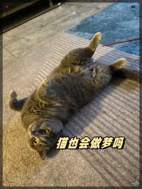 梦见跟猫屠杀
（梦见和猫斗智斗勇）