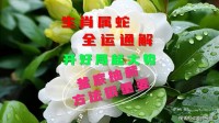 属蛇2019年运势（生肖蛇2019年运势）
