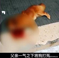 厥后
我把狗打死了（厥后
我把狗打死了英语）