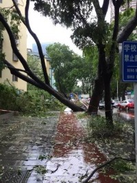 梦见刮大风（梦见刮大风下大雨是什么意思）