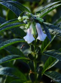 梦见着花
的芝麻（梦见着花
的芝麻什么意思）