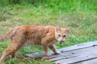 梦到各种野猫周公解梦（梦见很多

野猫是什么意思）