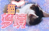 女人梦到猫抓着本身
不放（女人梦见猫抓本身
但没流血）