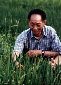 梦见在水里割稻子（梦见本身
在水里割稻子）