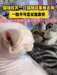 梦见被猫咬嘴唇出血（梦见被猫咬住嘴巴不松口）